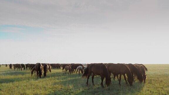 夏季牧场上放牧的马群正在牧场上吃着青草