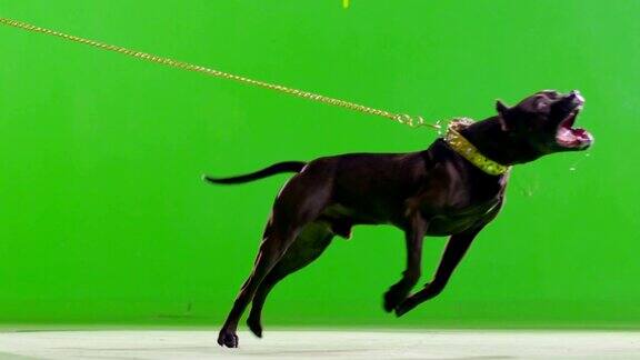 真正的黑斗牛犬在叫绿色屏幕色度键缓慢的运动用红色史诗电影摄像机拍摄