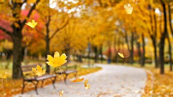 秋天的公园里树叶飘落