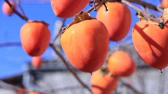 成熟的柿子果实挂在枝头