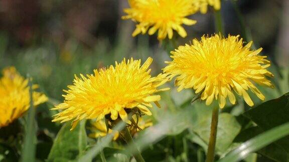 蒲公英黄色的花盛开在初春阳光明媚的日子60fps