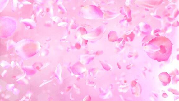 粉红色玫瑰花瓣下落可循环背景在4K