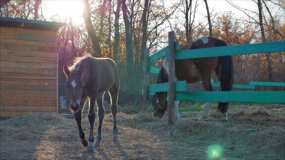 小种马牵着马走在妈妈身边动物保健马和人夏天