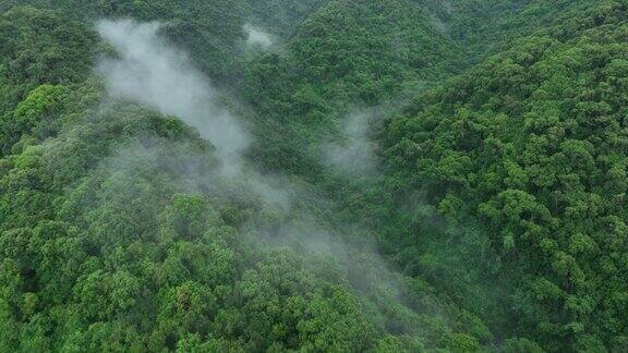 在美丽的森林山景中升起雾的航拍镜头