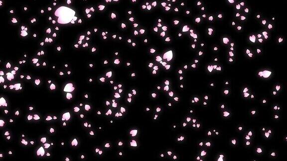 粉红色的樱花花瓣飘落在夜空中黑色实心背景抽象的背景副本的空间日本的春天