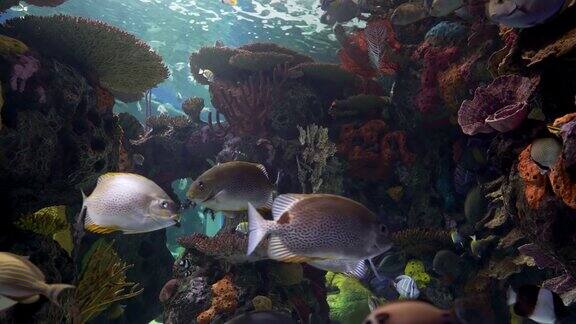 水下一群美丽的热带鱼