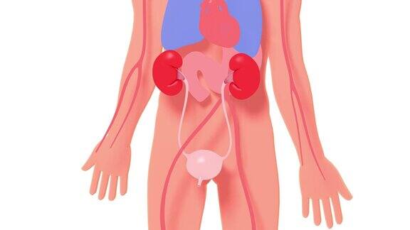 泌尿系统的三维动画在人体轮廓上的浮雕
