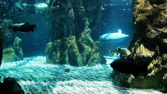 水族馆里的海牛