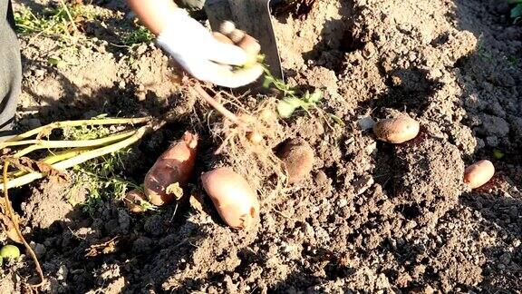 在户外用铲子挖新鲜的土豆