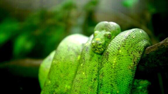绿树蟒蛇-morreliaviridis