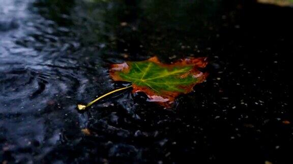 秋雨在恶劣的天气里雨滴落在水坑里的落叶上