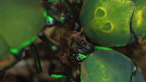 近距离观察一群吃无花果的甲虫(Cotinismutabilis)昆虫进食