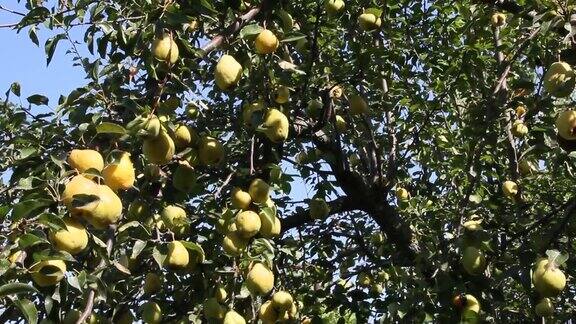 树上成熟的梨