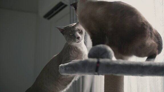 两只猫在猫塔上玩
