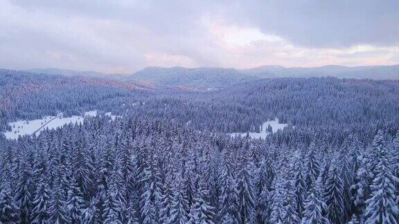 冬季的空中翱翔在白雪覆盖的松树林地上在山上滑雪度假