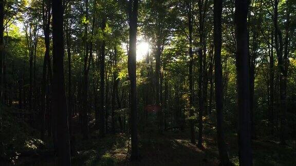 鸟瞰图秋天的森林树木在山上大自然绿色木材阳光背景