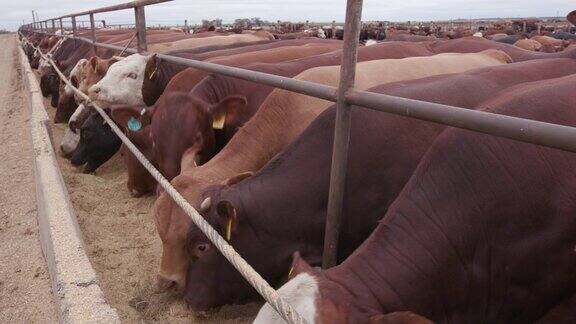 奶牛在饲养场被喂食的特写跟踪镜头