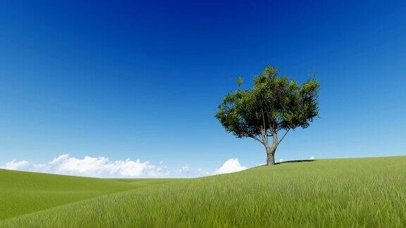 夏日草地上的一棵树