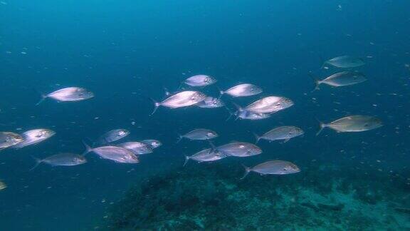 地中海野生动物-杰克鱼在深蓝色的大海中成群