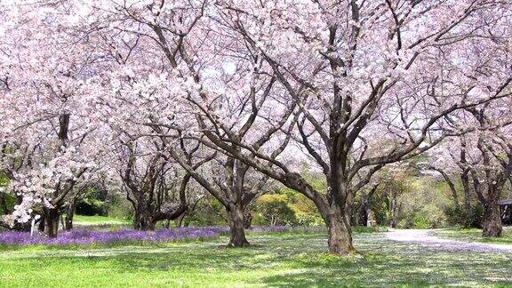 樱花树下的人行道是日本浪漫气氛的景象