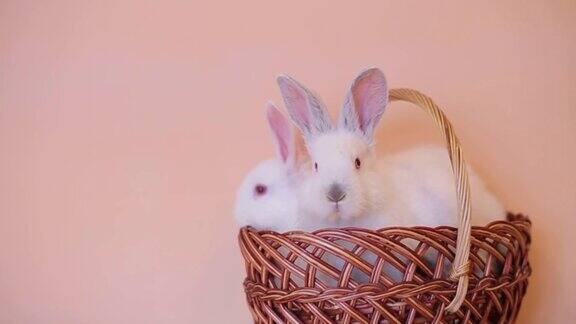 装着复活节彩蛋和兔子的柳条篮子