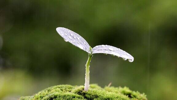 新芽被雨击中