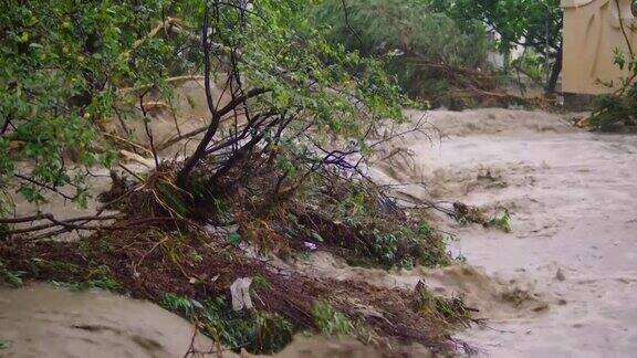 在飓风和洪水中被摧毁的树木