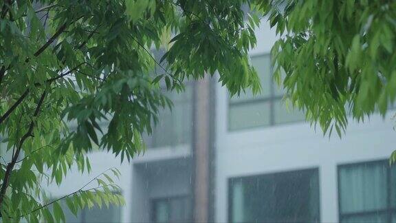 雨滴与树叶和建筑在背景中