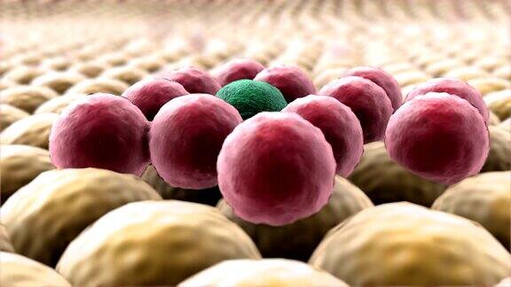 癌细胞脂肪细胞