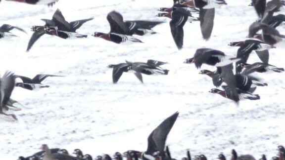 成千上万的大雁在乡村的雪地上飞翔