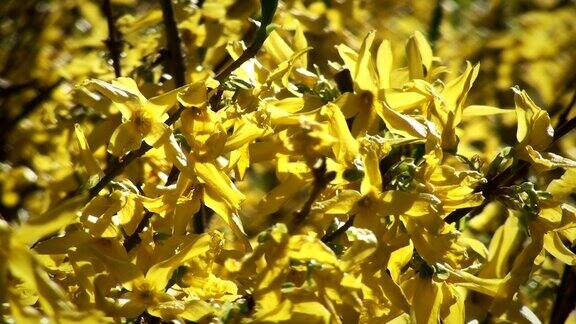 特写的黄色盛开的连翘在春天