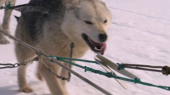 雪橇犬一组跑