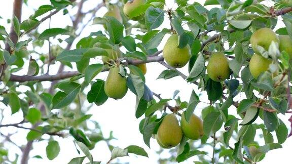 花园里树上成熟的梨