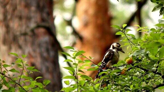 啄木鸟在树枝上