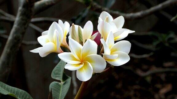 白色的花朵plumeria