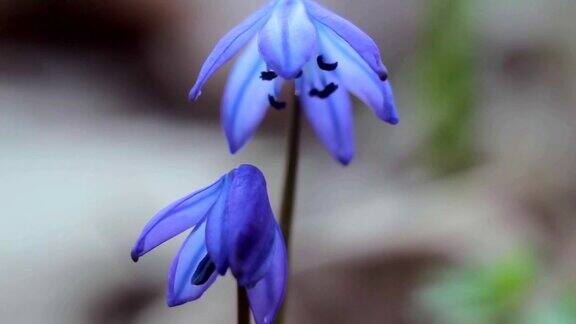 春天森林里的蓝色雪花莲
