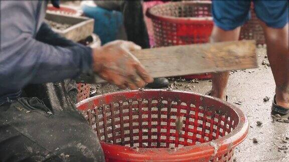 渔民在篮子里处理海蛤
