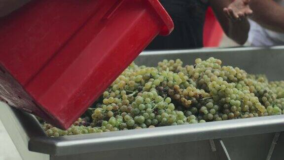 意大利托斯卡纳葡萄酒厂采摘葡萄