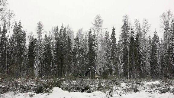 冬天森林里的绿色收割机砍伐树木