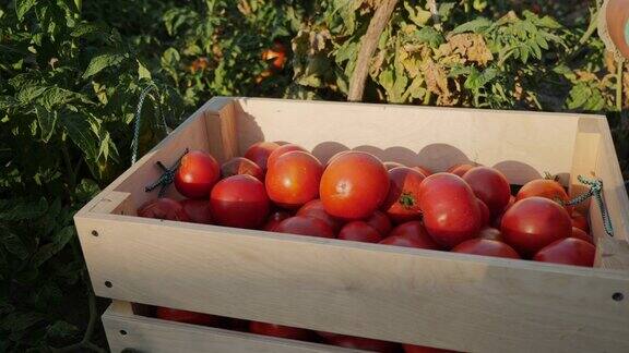 农夫把红番茄放在一个木盒子里特写镜头