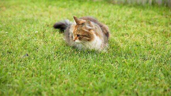 傲慢的短毛家庭滑稽虎斑猫溜过新鲜的绿色草地背景夏天小猫在花园后院散步宠物保健和动物理念