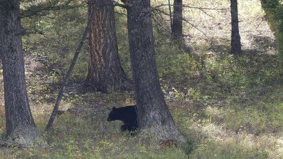 黄石公园里的黑熊在树干上抓背