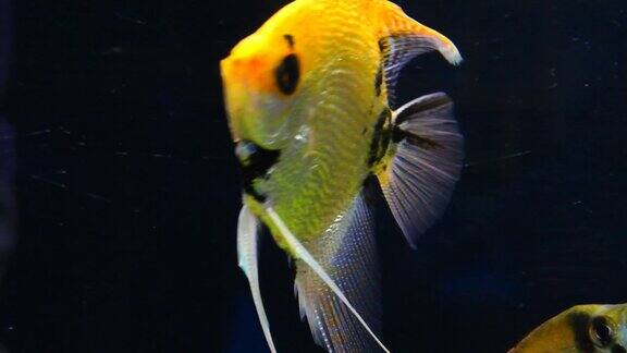 装饰用的鱼在水族馆里游泳