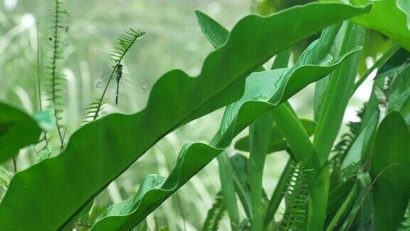 蜻蜓在蕨类植物的叶子下休息