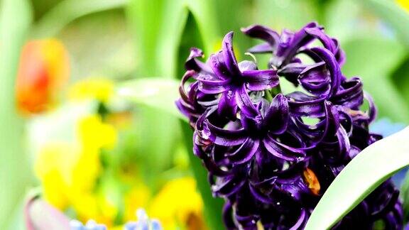 花园里的紫罗兰花特写