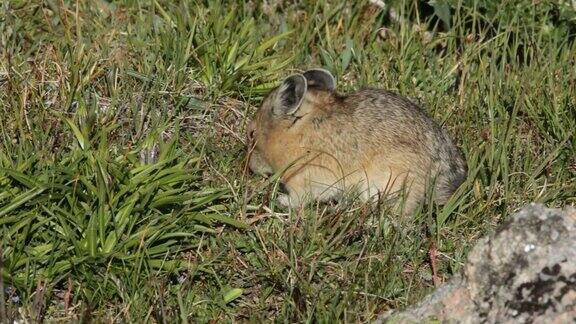 高清视频美国鼠兔吃落基山国家公园