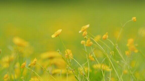 美丽的花朵夏风异想天开地呵护着草穗草甸里的毛茛毛茛属植物flammula架的焦点