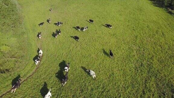 日出时牧场上奶牛群的航拍