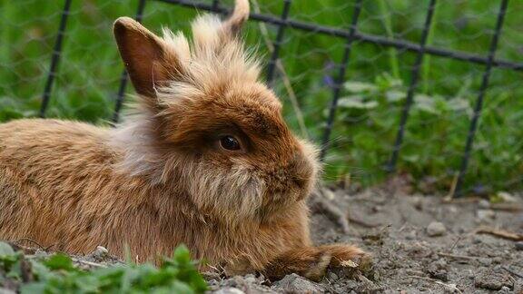 一只棕色的小矮人兔子坐在草地上