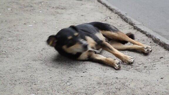 那条狗躺在街上的路上休息